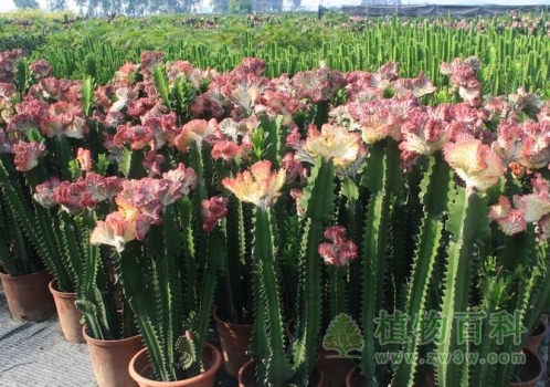 千姿百态的巨人柱