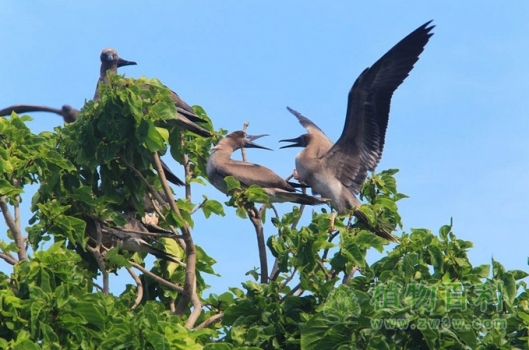 西沙的代表：麻风桐