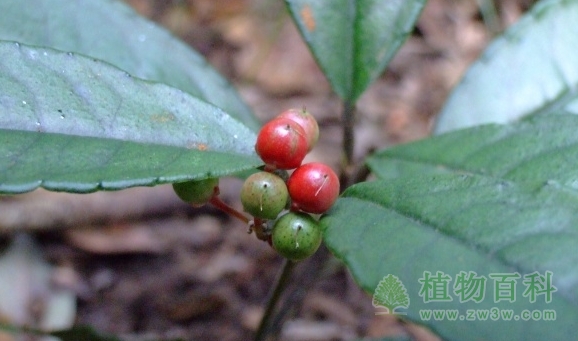 被子植物的繁殖