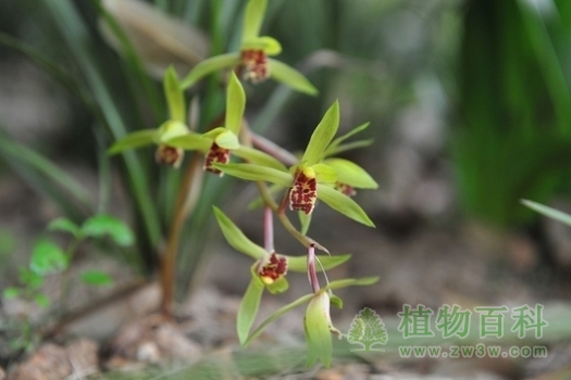 兰花竟与恐龙同龄