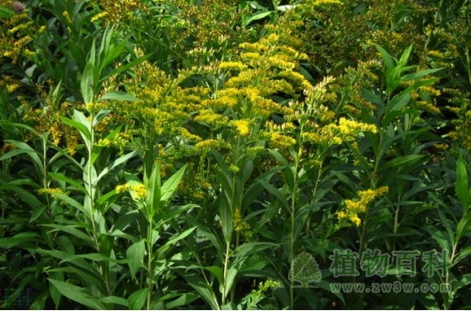 加拿大一枝黄花