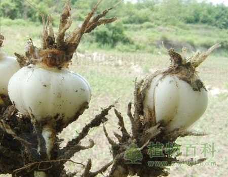 百合鳞茎