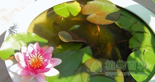 在阳台如何养睡莲