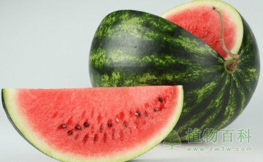 家庭养花巧用西瓜皮