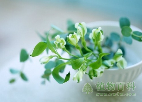 病房、卧室夜晚不宜养花