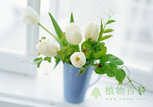 病房、卧室夜晚不宜养花