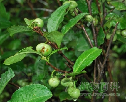 野茶树（普洱茶）