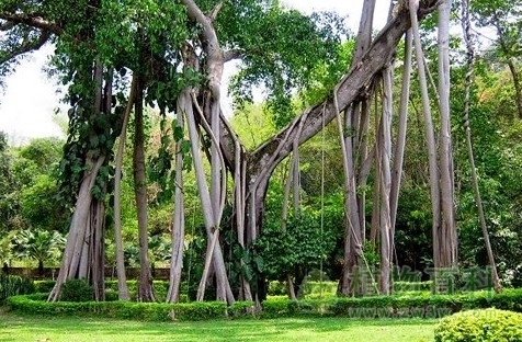 西双版纳热带植物园春节科普活动