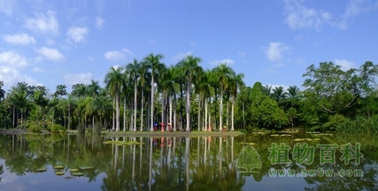 西双版纳热带植物园春节科普活动