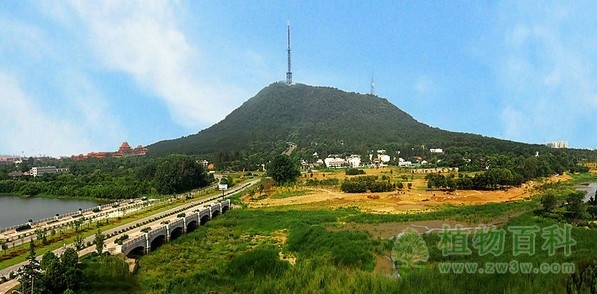呵护动植物，大蜀山晚上不开灯
