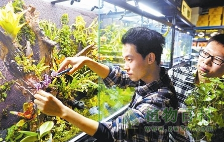 家庭“热带植物园”