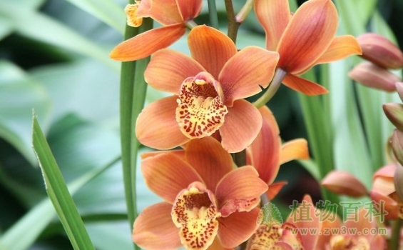 武汉植物园热带兰花展即将开幕