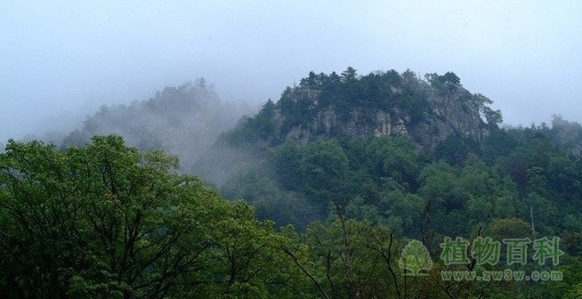 《宝鸡森林动植物》出版发行