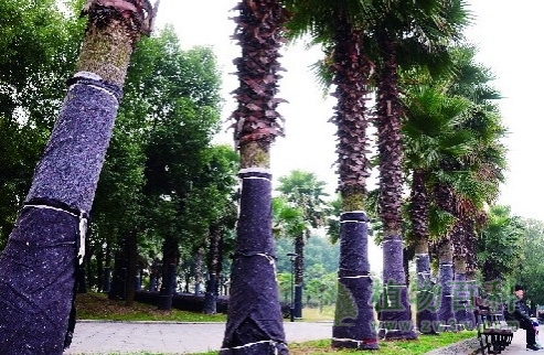 家里畏寒的植物也要盖上“金钟罩”