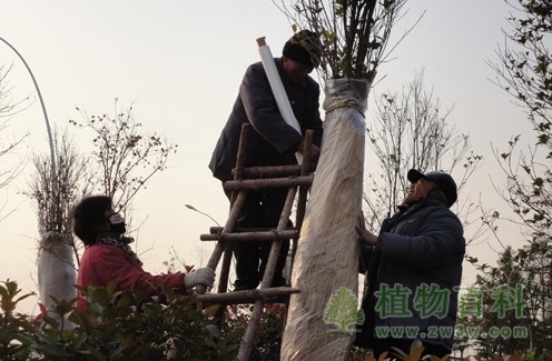 家里畏寒的植物也要盖上“金钟罩”