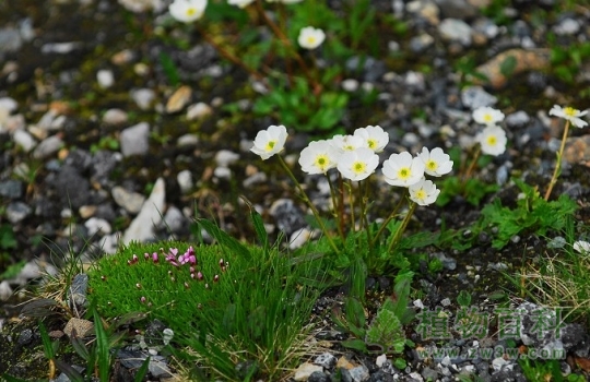 南京将出版《钟山动植物志》