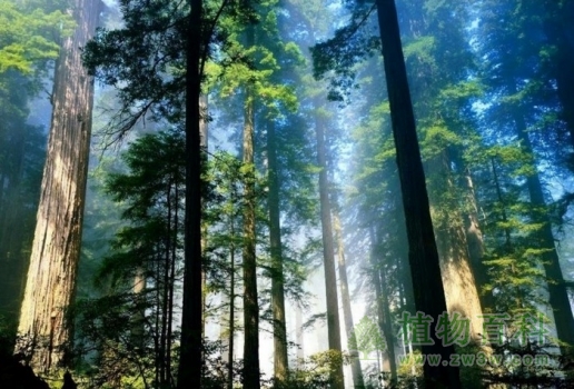 人人参与保护生态植物更重要