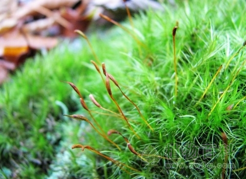 保护好我国的野生植物
