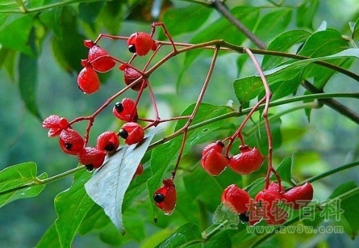保护好我国的野生植物