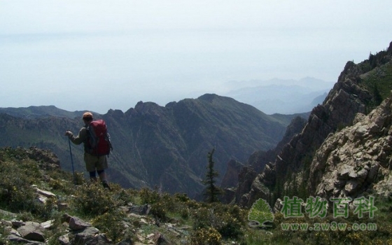 贺兰山发现3个苔藓植物中国新记录种