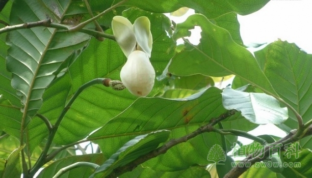 大叶木兰