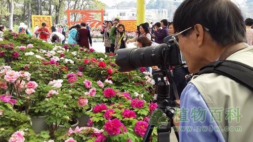 第二届牡丹风情节