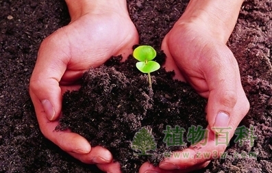 甘肃建成荒漠种子植物资源信息共享平台