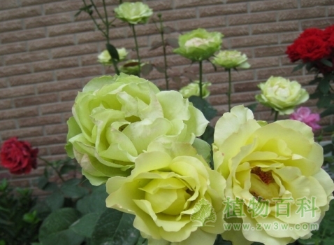 月季新品种“绿野”