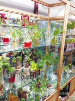 水养植物走俏花卉市场