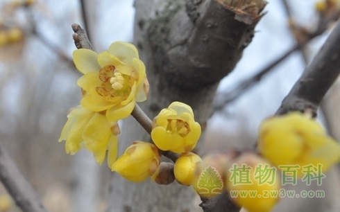 日照植物园腊梅花开