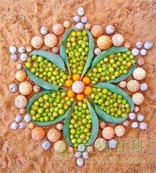 美国艺术家用树叶等天然材料制作植物图案