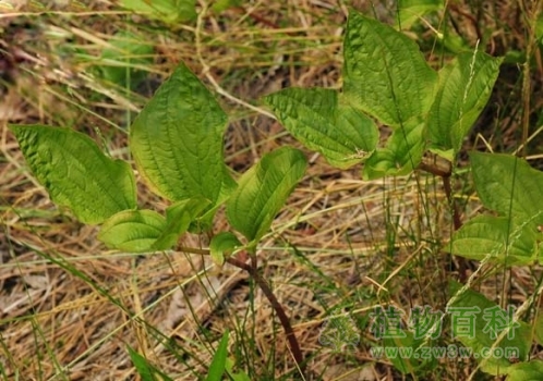 金刚大（黄精叶钩吻）