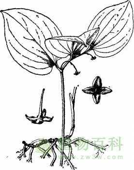 金刚大（黄精叶钩吻）