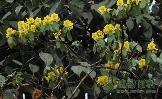 硫磺杜鹃