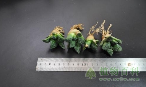 浙江截获大量仙人掌科濒危植物