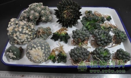 浙江截获大量仙人掌科濒危植物