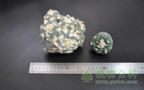 浙江截获大量仙人掌科濒危植物