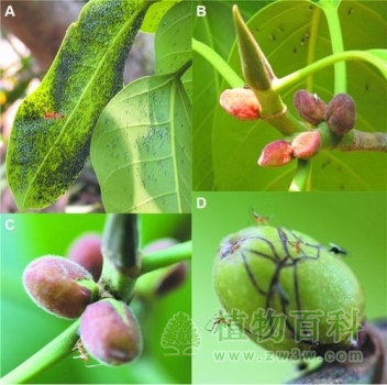 高榕小蜂等待果发育的现象