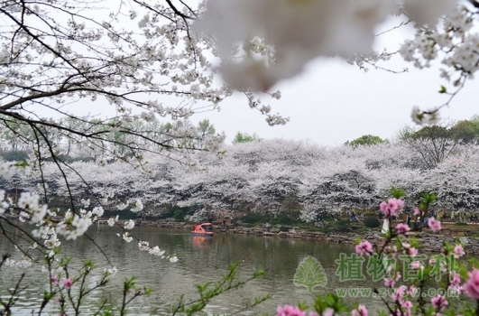 湖南省森林植物园樱花怒放
