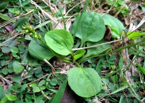 车前草的做法和吃法