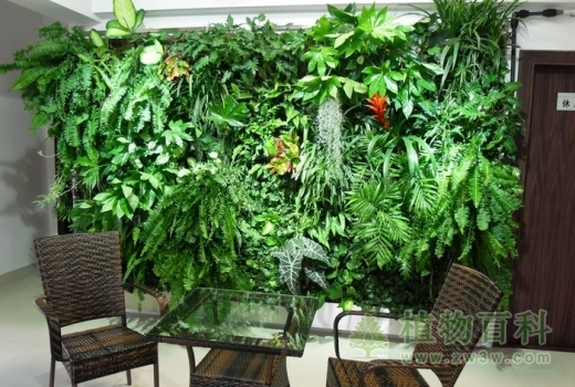 植物墙