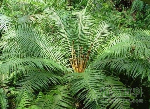 苏铁属植物