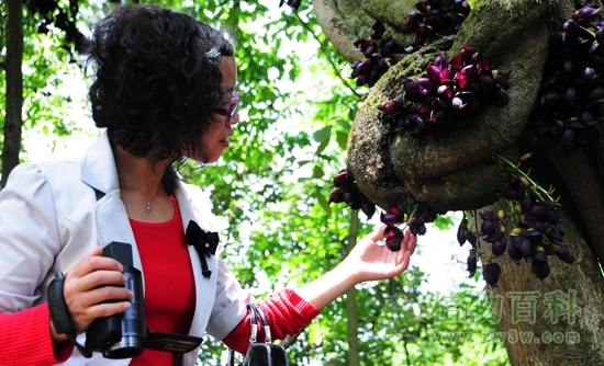 现存最古老的油麻藤