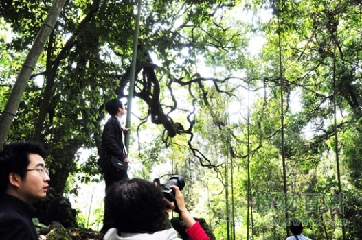 现存最古老的油麻藤