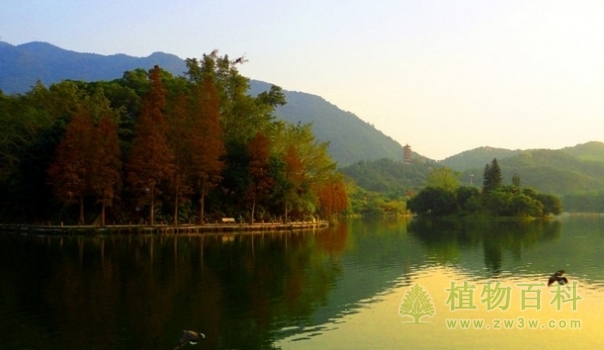 深圳仙湖植物园