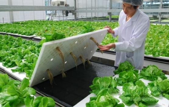 植物工厂（图片来自网络）