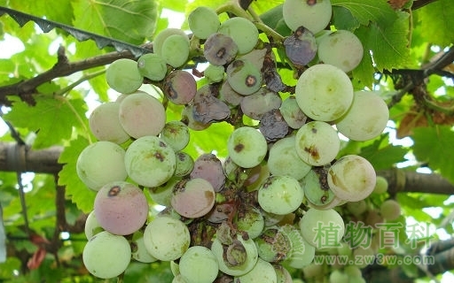 葡萄黑痘病