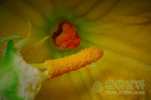 把雄蕊在雌花柱头上轻轻涂