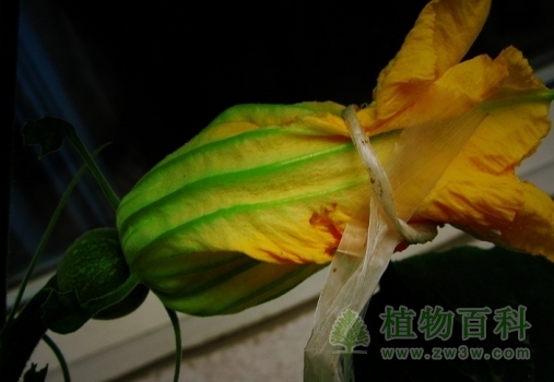 覆盖授过粉的雌花