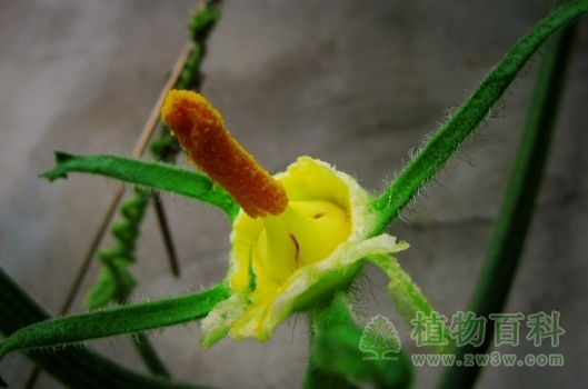 将雄花的花瓣和花萼去除